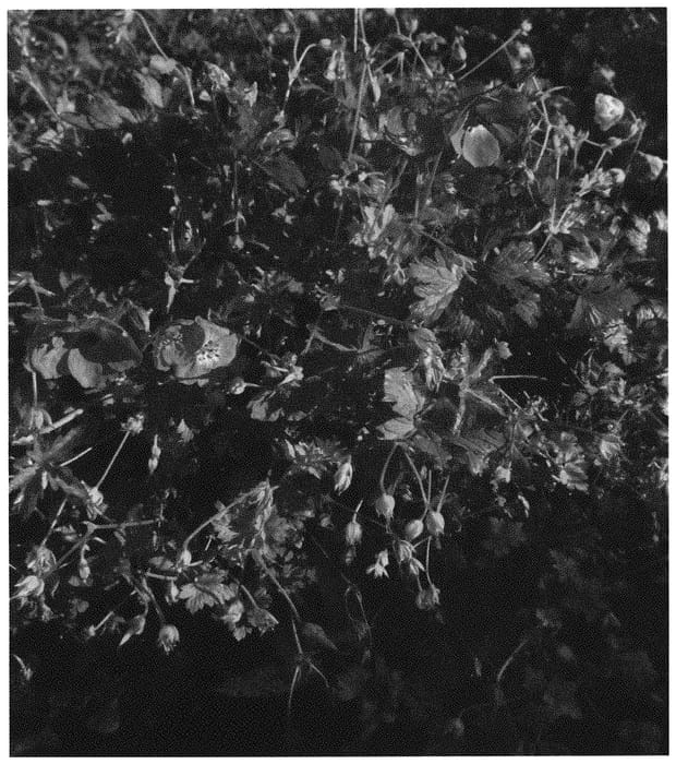 Figure 1 of US plant patent PP32481, the photograph of LIBLUMA printed in the patent.