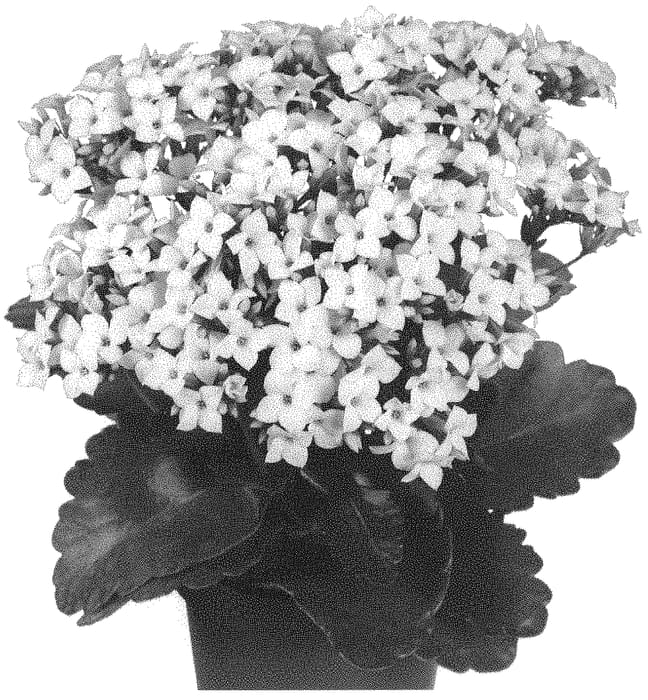 Figure 1 of US plant patent PP32482, the photograph of Dokalwilis printed in the patent.