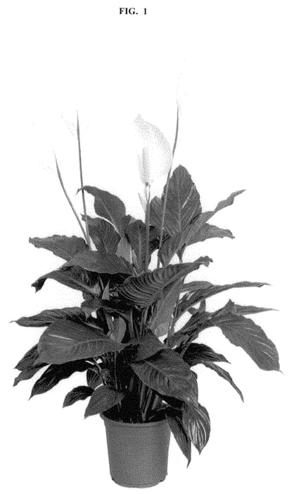 Figure 1 of US plant patent PP32483, the photograph of Spamalgro printed in the patent.