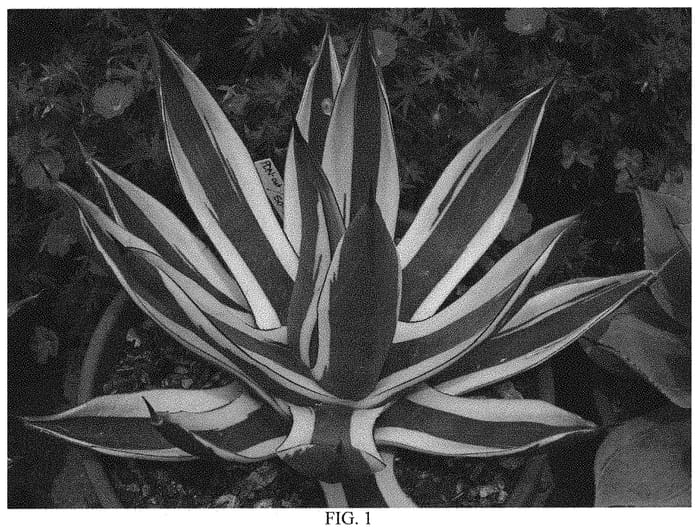 Figure 1 of US plant patent PP32484, the photograph of Great White Shark printed in the patent.