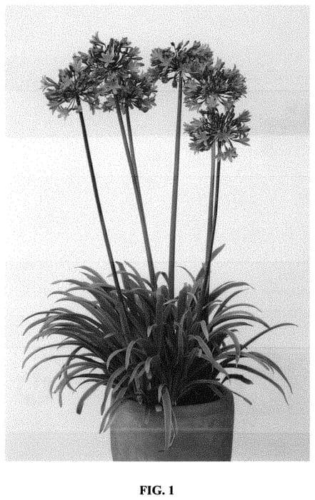 Figure 1 of US plant patent PP32485, the photograph of Noagcar printed in the patent.