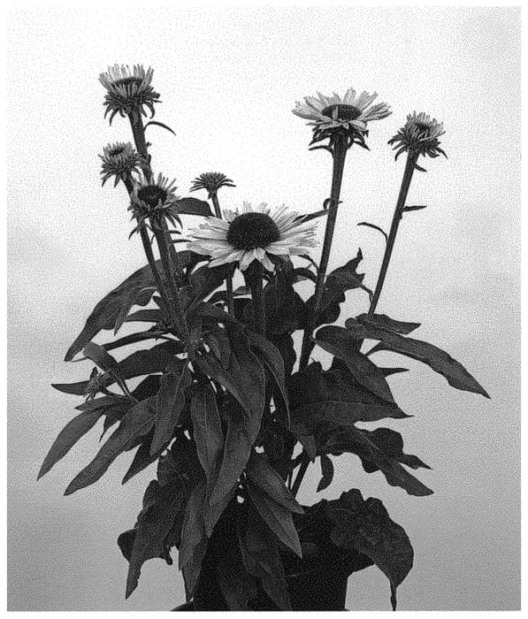 Figure 1 of US plant patent PP32486, the photograph of IFECSSAL printed in the patent.