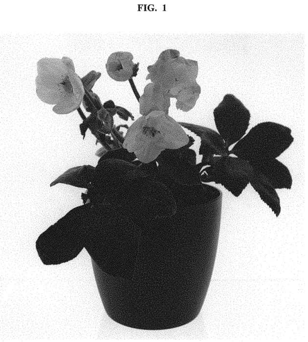 Figure 1 of US plant patent PP32487, the photograph of COSEH 7500 printed in the patent.