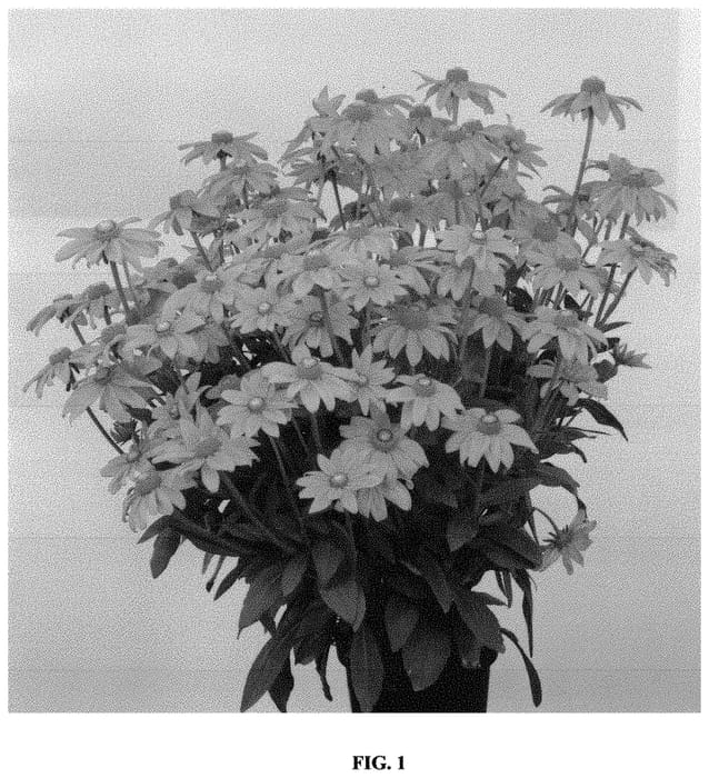 Figure 1 of US plant patent PP32488, the photograph of RUDPA297 printed in the patent.