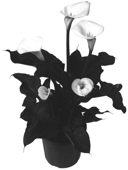Figure 1 of US plant patent PP32489, the photograph of Diva Bianca printed in the patent.