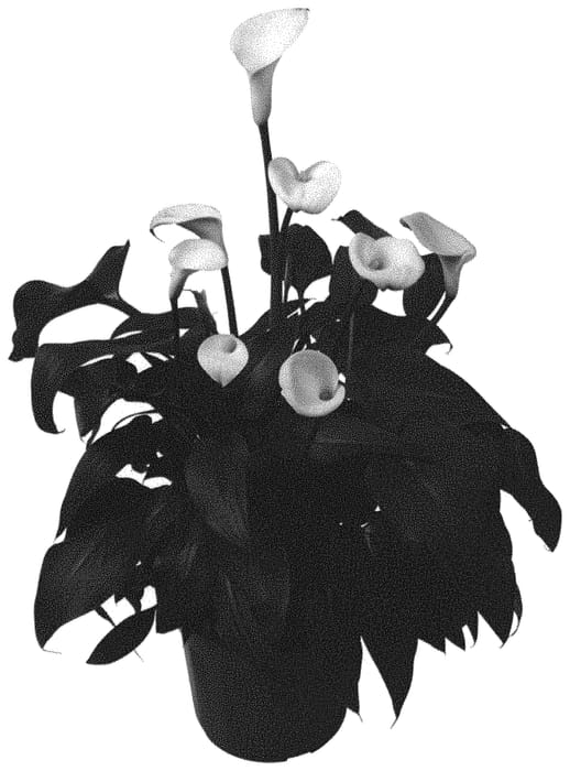 Figure 1 of US plant patent PP32490, the photograph of Diva Himalaya printed in the patent.