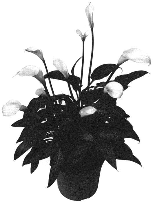 Figure 1 of US plant patent PP32491, the photograph of Diva Alpina printed in the patent.