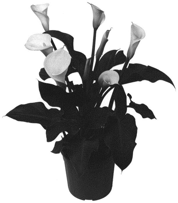 Figure 1 of US plant patent PP32492, the photograph of Diva Siberia printed in the patent.