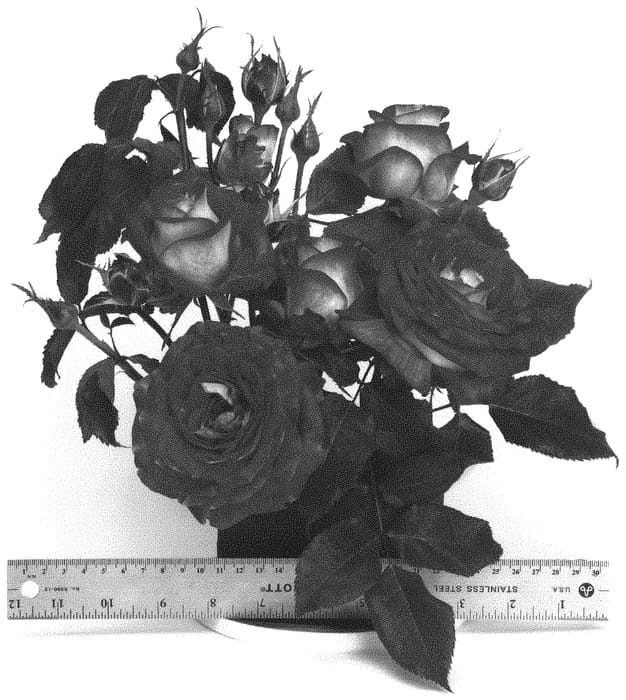 Figure 1 of US plant patent PP32493, the photograph of WEKyoopedko printed in the patent.