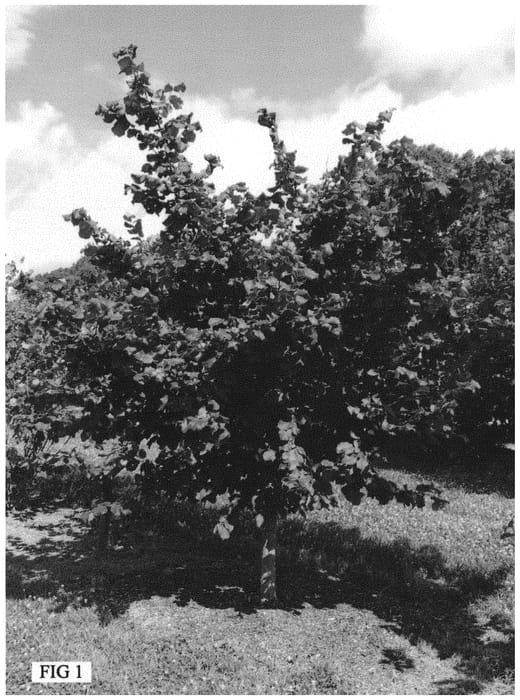Figure 1 of US plant patent PP32494, the photograph of Somerset printed in the patent.