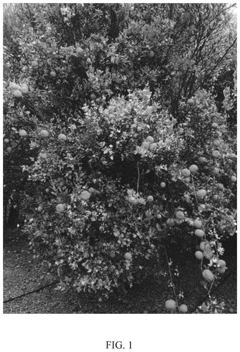 Figure 1 of US plant patent PP32495, the photograph of Civac 19 printed in the patent.