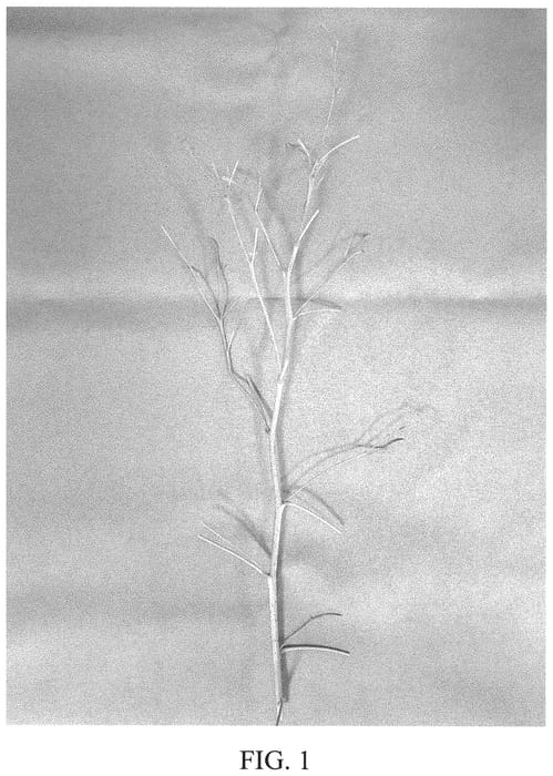 Figure 1 of US plant patent PP32496, the photograph of DrisRaspFifteen printed in the patent.