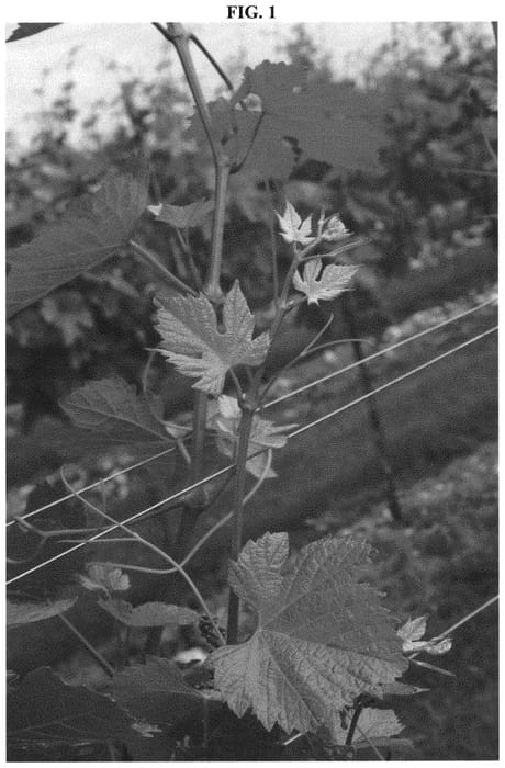 Figure 1 of US plant patent PP32497, the photograph of PINOT KORS printed in the patent.
