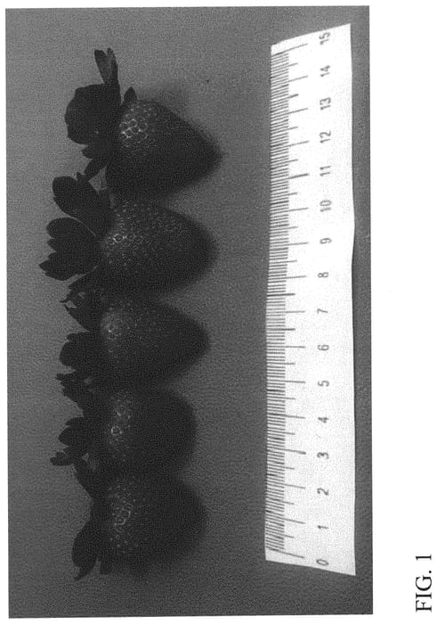Figure 1 of US plant patent PP32498, the photograph of DrisStrawSeventyNine printed in the patent.