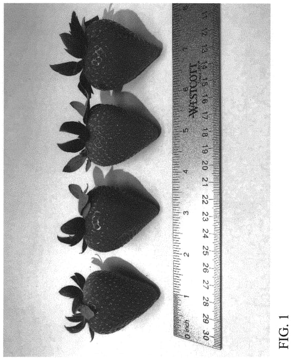 Figure 1 of US plant patent PP32499, the photograph of DrisStrawSeventy printed in the patent.