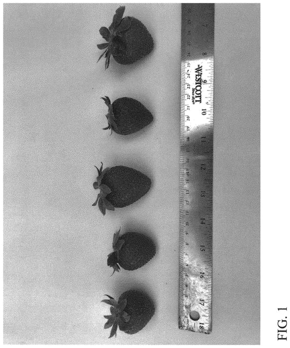Figure 1 of US plant patent PP32500, the photograph of DrisStrawSeventyOne printed in the patent.