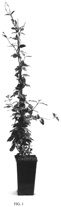 Figure 1 of US plant patent PP32501, the photograph of TRARED printed in the patent.