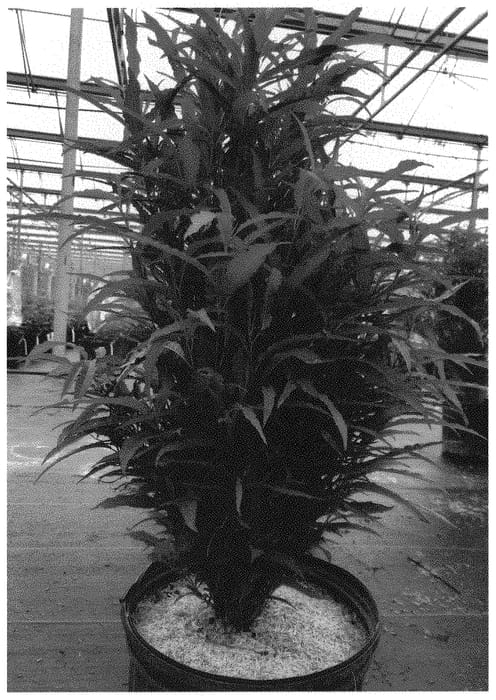 Figure 1 of US plant patent PP32502, the photograph of SMNRFBL printed in the patent.