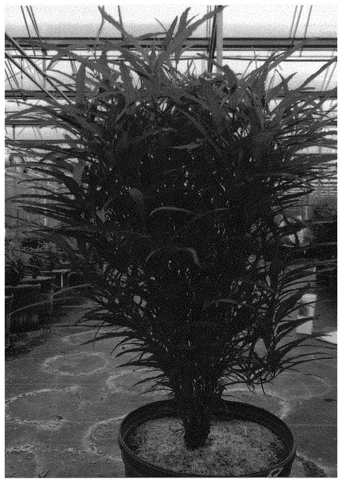 Figure 1 of US plant patent PP32503, the photograph of SMNRFBT printed in the patent.