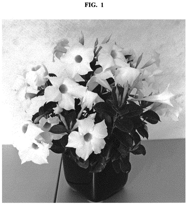 Figure 1 of US plant patent PP32504, the photograph of QD2 printed in the patent.