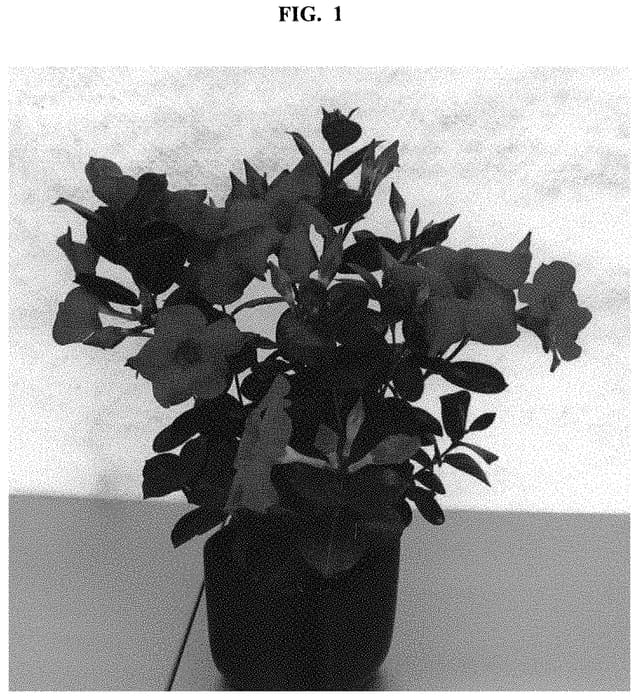 Figure 1 of US plant patent PP32505, the photograph of QD8 printed in the patent.