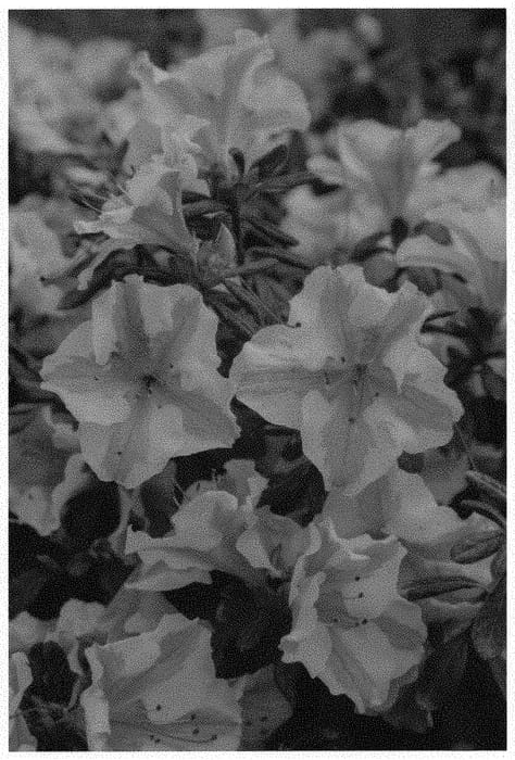 Figure 1 of US plant patent PP32506, the photograph of ROBLEZE printed in the patent.