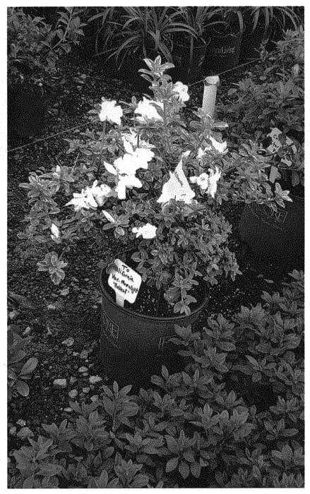 Figure 1 of US plant patent PP32507, the photograph of ROBLEZF printed in the patent.