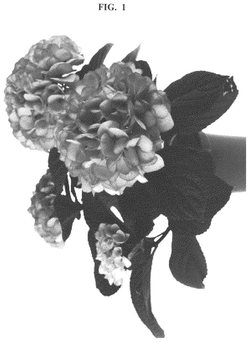 Figure 1 of US plant patent PP32508, the photograph of SCHROLL115-13-02 printed in the patent.