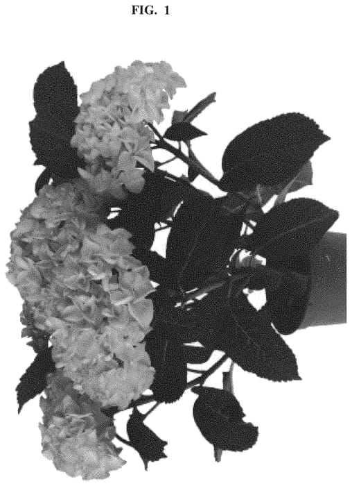 Figure 1 of US plant patent PP32509, the photograph of SCHROLL93-13-01 printed in the patent.