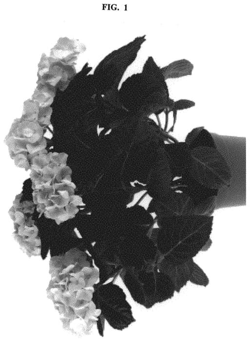 Figure 1 of US plant patent PP32510, the photograph of SCHROLL122-11-01a printed in the patent.