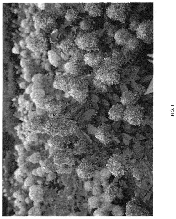 Figure 1 of US plant patent PP32511, the photograph of SMNHPPH printed in the patent.