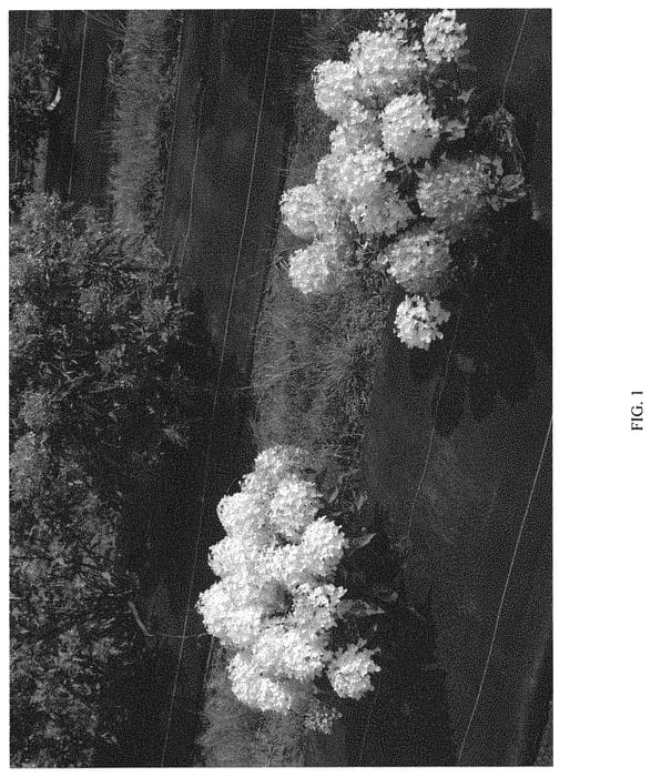 Figure 1 of US plant patent PP32512, the photograph of SMNHPK printed in the patent.