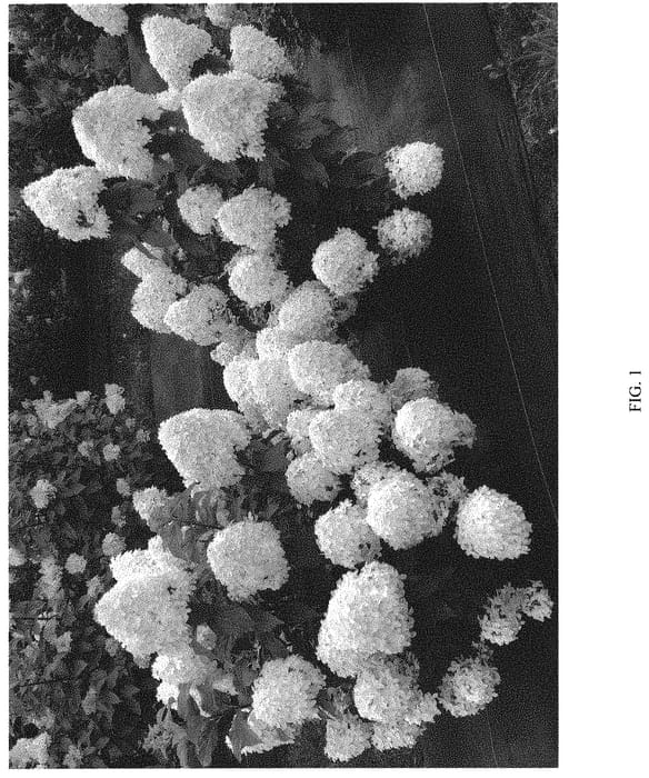 Figure 1 of US plant patent PP32513, the photograph of SMNHPM printed in the patent.
