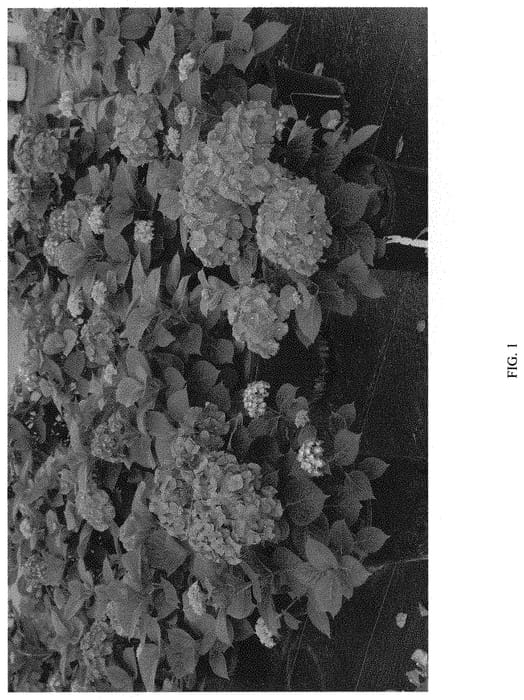 Figure 1 of US plant patent PP32514, the photograph of SMNHMP printed in the patent.