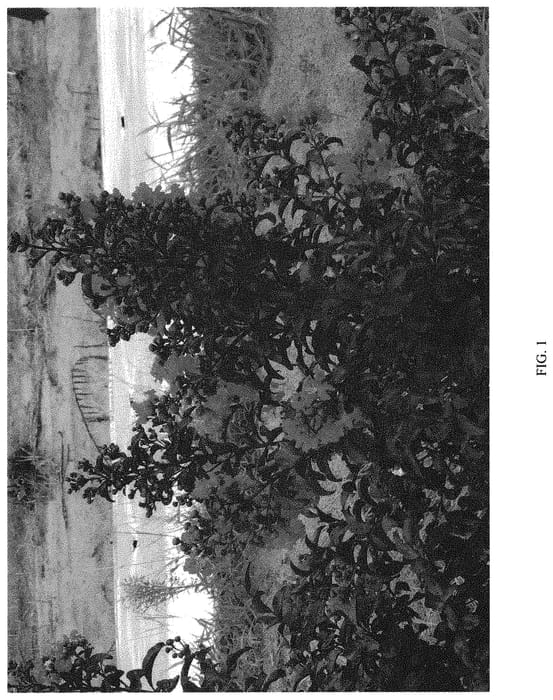 Figure 1 of US plant patent PP32515, the photograph of SMNLCIBF printed in the patent.