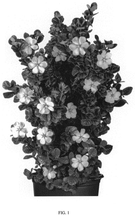 Figure 1 of US plant patent PP32516, the photograph of LEEFIVE printed in the patent.