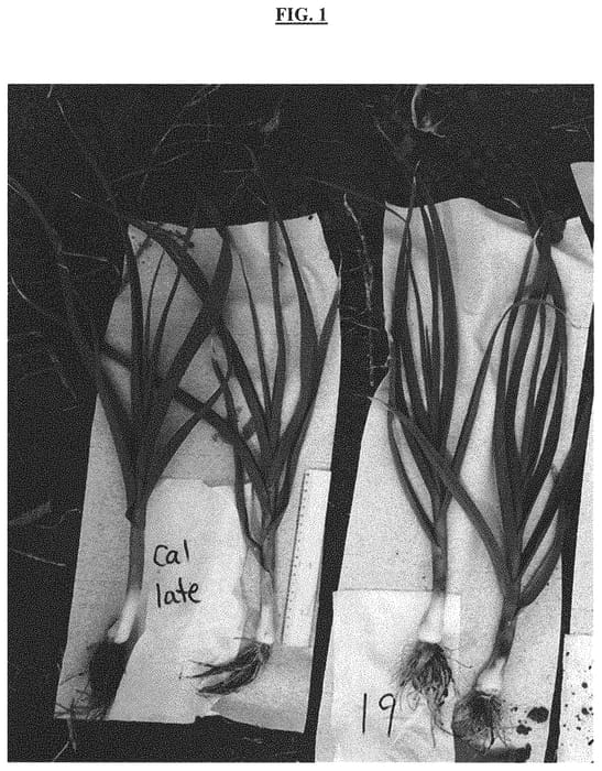 Figure 1 of US plant patent PP32517, the photograph of NEVADA 19 printed in the patent.