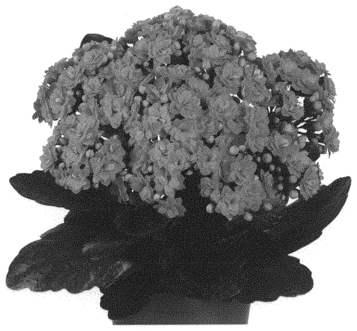 Figure 1 of US plant patent PP32518, the photograph of Dokalwelch printed in the patent.