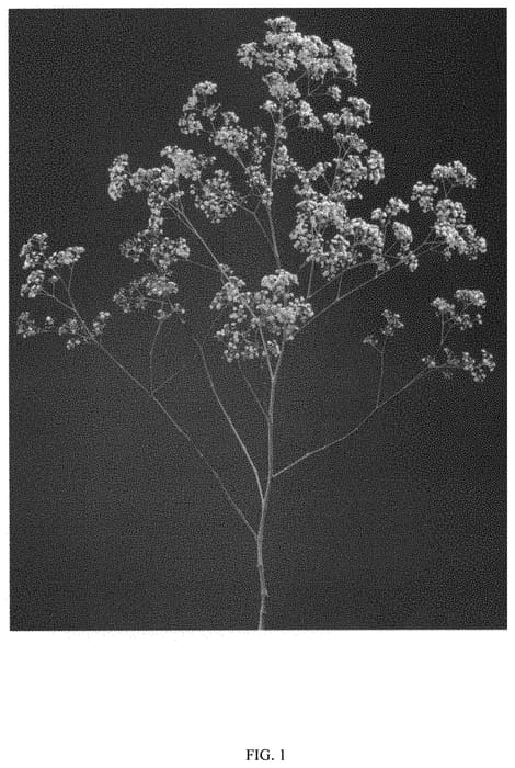Figure 1 of US plant patent PP32519, the photograph of DGYPMILSII printed in the patent.