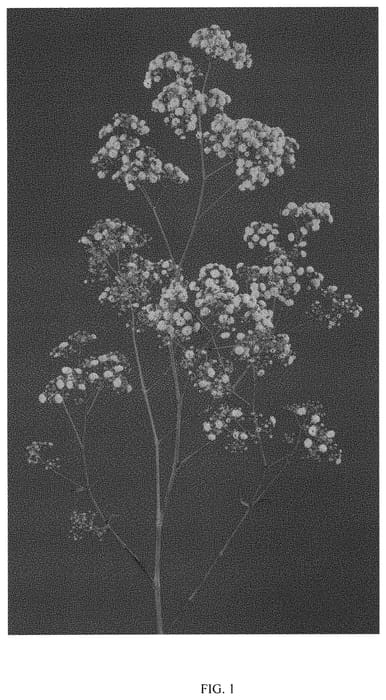 Figure 1 of US plant patent PP32520, the photograph of DGYPMILCS printed in the patent.