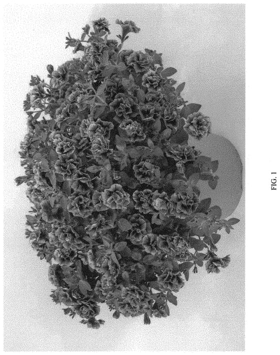 Figure 1 of US plant patent PP32521, the photograph of KERSUPLUM printed in the patent.