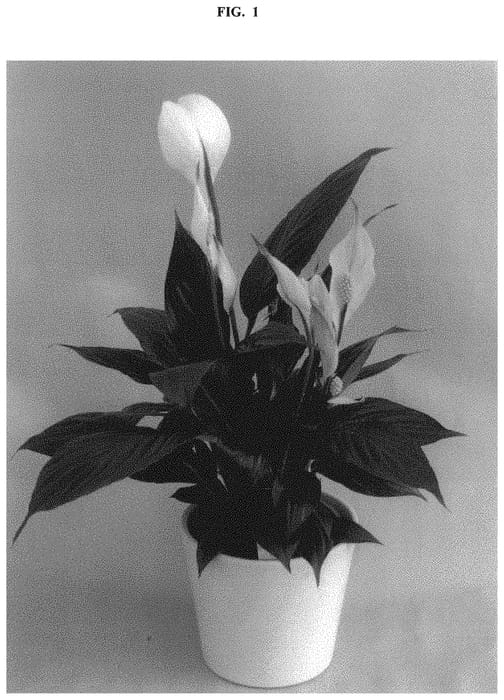 Figure 1 of US plant patent PP32522, the photograph of Spamoco printed in the patent.