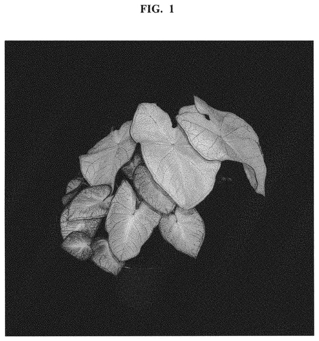 Figure 1 of US plant patent PP32523, the photograph of MOL 158-47 printed in the patent.