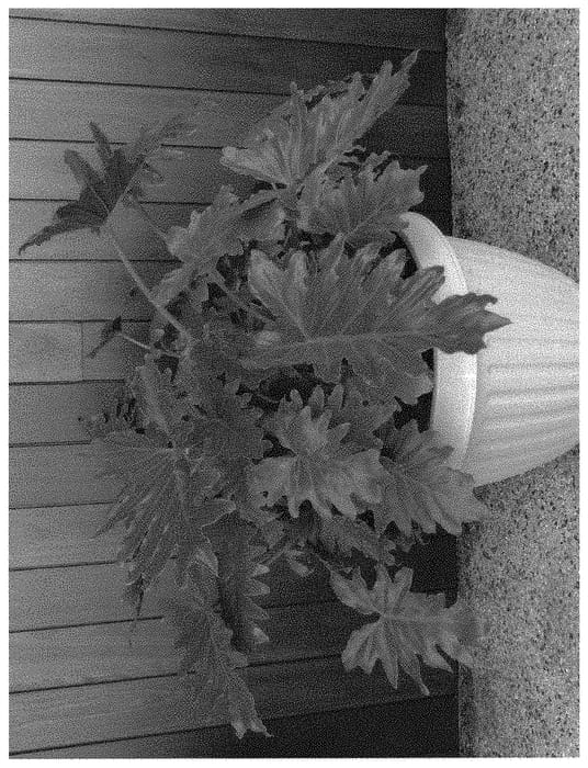 Figure 1 of US plant patent PP32524, the photograph of SHANGRI-LA printed in the patent.