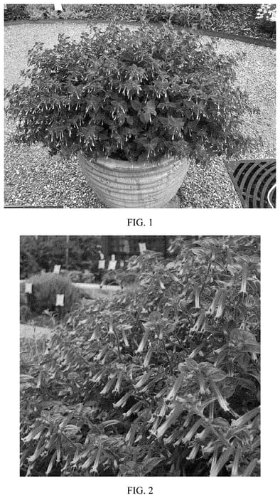 Figure 1 of US plant patent PP32525, the photograph of CUPP1751 printed in the patent.