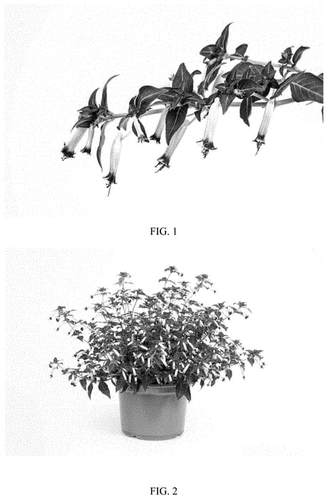 Figure 1 of US plant patent PP32526, the photograph of CUPP1752 printed in the patent.