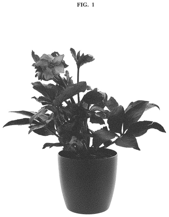 Figure 1 of US plant patent PP32527, the photograph of COSEH 5100 printed in the patent.