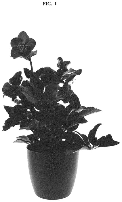 Figure 1 of US plant patent PP32528, the photograph of COSEH 5300 printed in the patent.