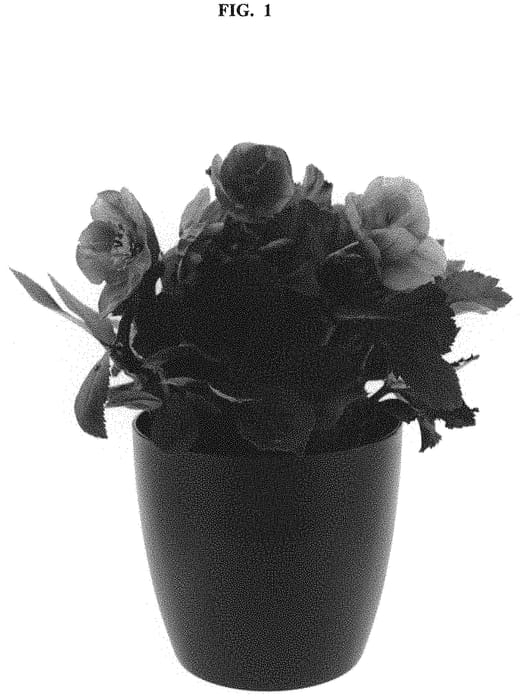 Figure 1 of US plant patent PP32529, the photograph of COSEH 5700 printed in the patent.