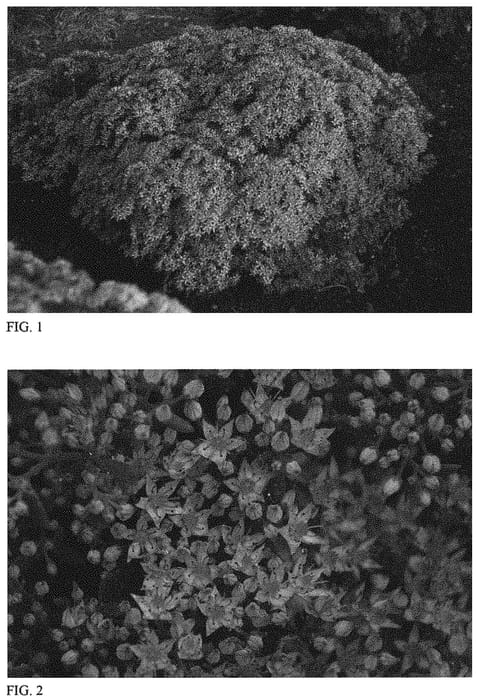 Figure 1 of US plant patent PP32530, the photograph of Pride and Joy printed in the patent.